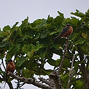 "Red-breasted Swallow" St. Lucia, South Africa